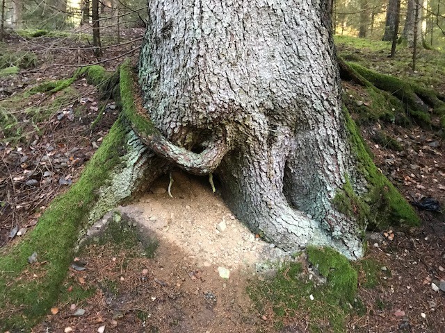 konstigt tr�d H�ljerudsforsarna - foto Benkt
